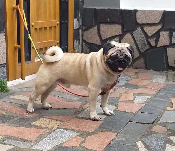 ban_cho_pug_tai_tphcm