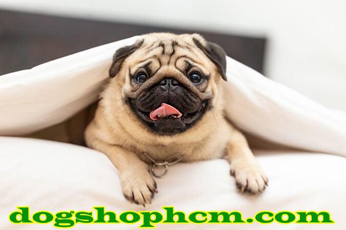 bn_ch_pug_53